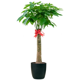 独杆发财树大型室内盆栽绿植办公室客厅落地植物大棵乔迁花卉北京