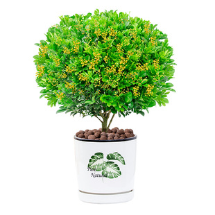 米兰花盆栽花卉植物室内四季开花带花苞浓香好养老桩盆景阳台绿植