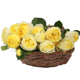 天狼月季金丝雀多季开花阳台大花微型月季丰花勤花庭院阳台