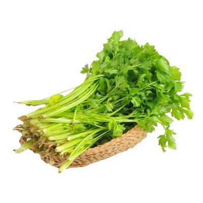 小香芹种子脆嫩四季小香西芹种子农家盆栽蔬菜种子小香芹蔬菜种子