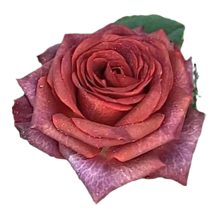 巧克力泡泡无刺多头切花玫瑰月季花苗阳台庭院盆栽丰花复古玫瑰