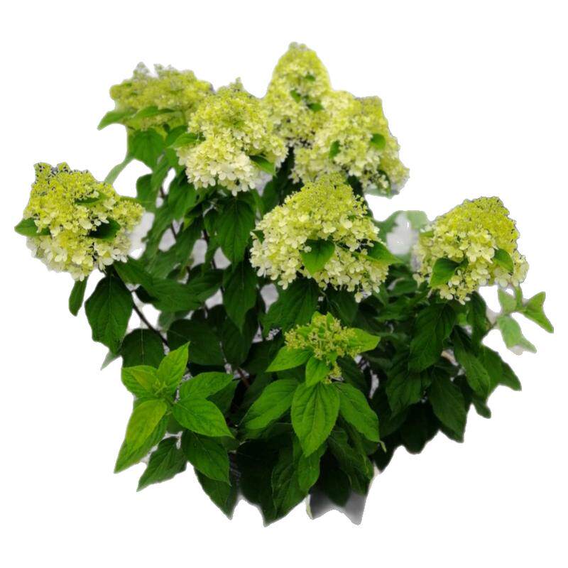 新品圆锥绣球花苗香草草莓石灰灯