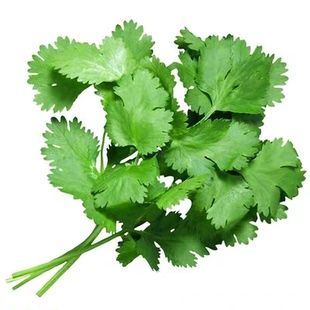 四季大叶香菜种子阳台室内花卉盆栽小香菜蔬菜种子四季可播种种籽