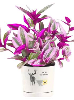 绿植好养油画婚礼吊兰阳台花卉