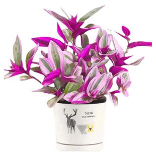 室内阳台油画婚礼吊兰净化空气绿植盆栽水培油画紫色网红桌面好养