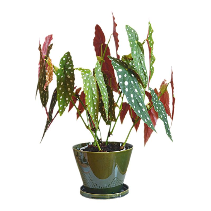 PHYSIS植物疯长系」鳟鱼海棠白冰海棠室内好养盆栽美观爆盆开花