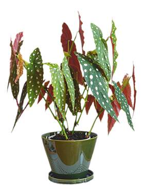 鳟鱼秋海棠白冰秋海棠开花爆盆