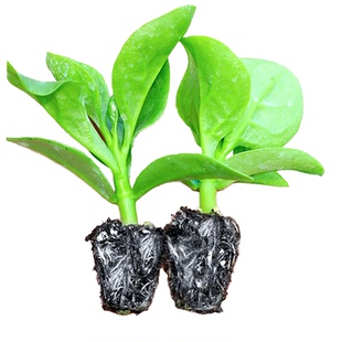 四季菜苗大叶木耳菜苗秧苗小叶木耳菜种子孑阳台春季蔬菜苗秧苗