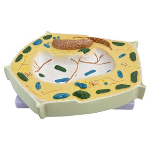 动物植物细胞模型显微结构解剖模型 细胞膜 细胞质 细胞核 线粒体