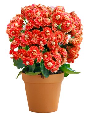 【带花带盆】长寿花金狐狸包成活