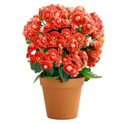 【带花带盆】长寿花金狐狸包成活