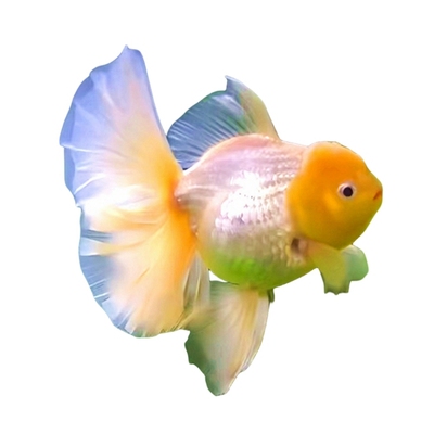 网红百褶裙泰狮适合新手金鱼耐活