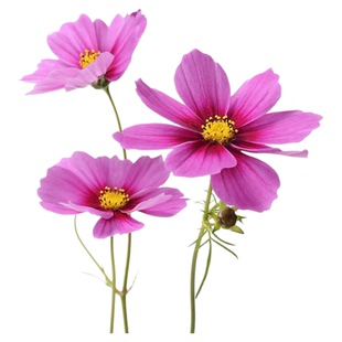 四季播波斯菊格桑花种大全野花组合室内外易活四季春播菊花种子