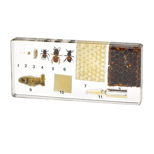 幼儿园小学教学植物发芽生长过程树脂标本大豆水稻小麦高粱玉米