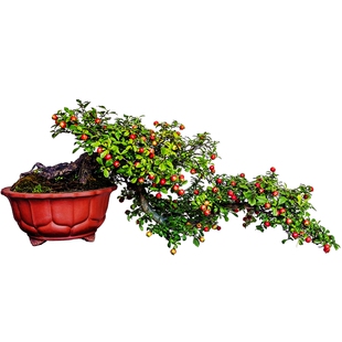 带果发货 山里红盆景树桩 室内阳台办公桌微型盆栽野山楂造型老桩