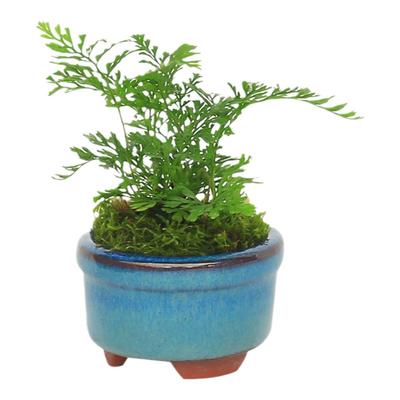 小绿植盆景小型盆栽桌面植物