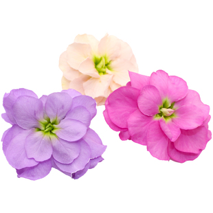 新鲜摆盘装饰花草 紫罗兰花 西餐调酒蛋糕烘焙装饰餐饮摆盘鲜花草