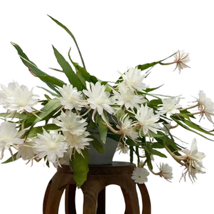 小叶昙花盆栽带花苞鲜花花卉植物阳台室内花苗好养活四季耐阴绿植