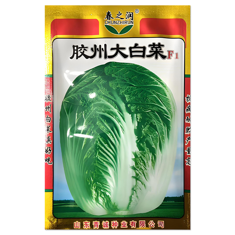 正宗山东胶州大白菜种子
