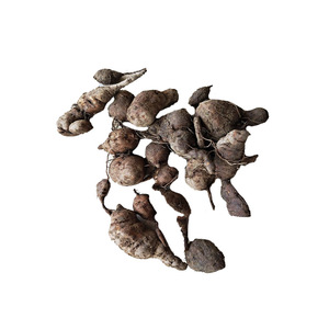 现挖广西深山新鲜三叶青中药丝线吊金钟石猴子草药金线吊葫芦500g