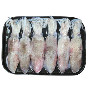 4斤海兔子非满籽笔管鱼海兔鲜活籽乌海鲜水产小鱿鱼非带籽墨鱼