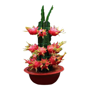 红心火龙果嫁接果苗盆栽南北方四季种植水果树苗阳台庭院当年结果