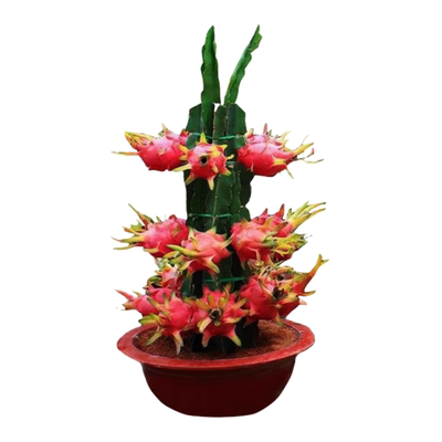 红心火龙果嫁接果苗盆栽