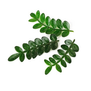 清香木新鲜香叶子胡椒木日料西餐酒店摆盘烘培蛋糕用点缀装饰叶子