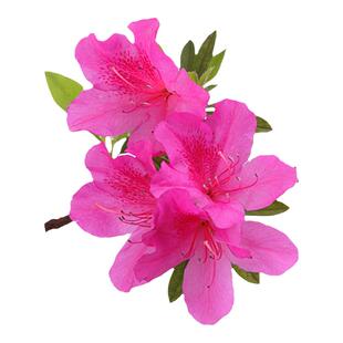 杜鹃树苗四季常青耐寒别墅庭院花坛工程苗紫娟春鹃毛鹃绿化花苗