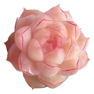 多肉植物高颜值迷你组合套餐女王麦秆韩麦边线麦秆蝴蝶麦秆小盆栽