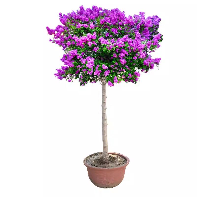 丁香花苗庭院园林耐寒绿化风景树