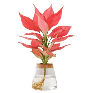 吉利红水培植物小盆栽绿植客厅好养花卉鸿运当头室内桌面净化空气
