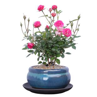 姬月季玫瑰植物桌面超迷你微型盆栽室内绿植客厅花卉盆景四季长青
