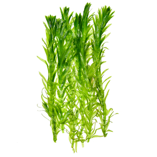 定植蜈蚣草水草鱼缸造景前景草好养净水包活新手易养真草活体植物