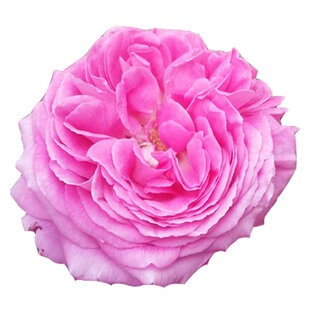 无刺特大花朵藤本浓香月季花苗盆栽西枝牡丹四季庭院爬藤蔷薇花卉