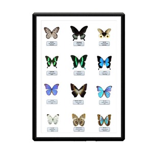 蝶语 昆虫标本组合蝴蝶甲虫大蓝闪蝶天堂凤蝶竹节虫螳螂蜻蜓天牛