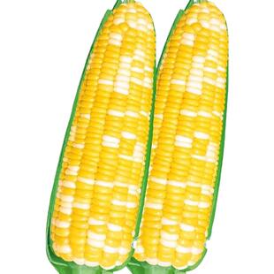 超甜金银栗玉米种子双色高产特大水果甜玉米种孑籽非转基因春四季