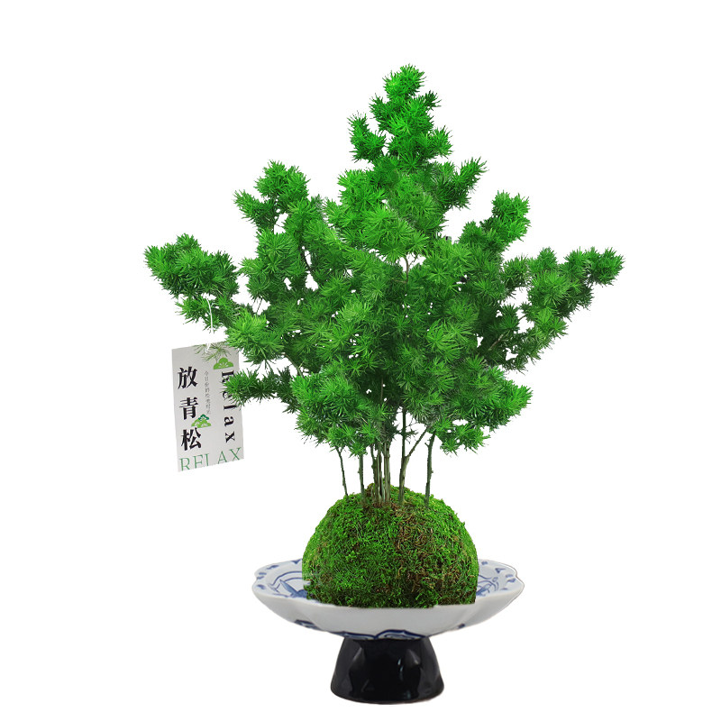 蓬莱松水培苔藓球盆栽好养绿植物