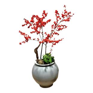 北美冬青盆栽树苗带果客厅特级耐寒年宵花卉植物室内花苗老桩盆景
