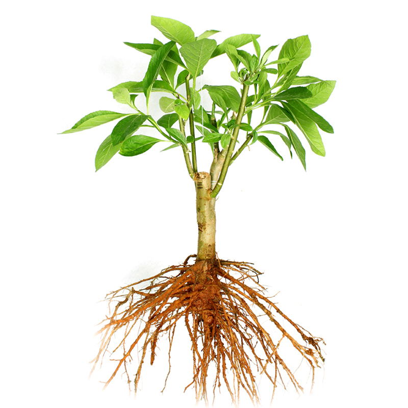 南非叶树苗干叶茶新鲜