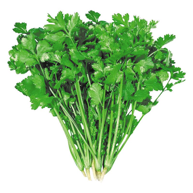 菜种籽蔬菜种子四季菜籽香菜菠菜阳台菜园小葱辣椒玉米种子春播