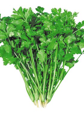 四季菜种蔬菜种子大全菜籽种园艺