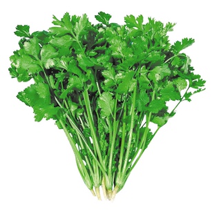 菜种籽蔬菜种子四季菜籽香菜菠菜阳台菜园小葱辣椒玉米种子春播