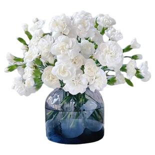 稀有多头康乃馨茉莉微粉太子妃鲜花花束水培插花鲜切花