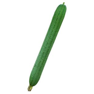 肉丝瓜种子苗丝瓜秧苗特大号北方秧四季蔬菜幼苗瓜类种籽南方种孑