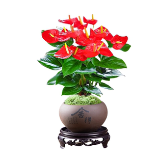 水培红掌盆栽带花特大叶大花办公室内四季多开花卉绿植物桌面盆景