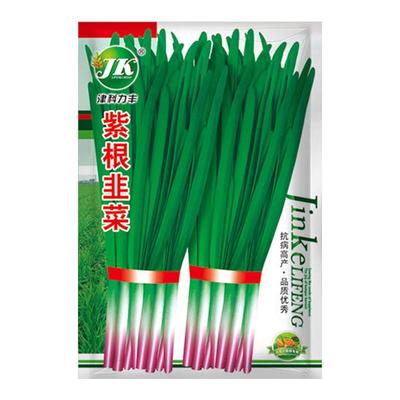 紫根韭菜四季蔬菜种籽易种田园