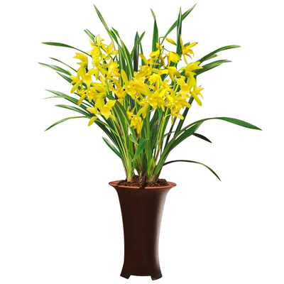 艾莹四季兰金秋岁月包成活包对版