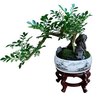 九里香盆栽室内植物办公室绿植客厅桌面四季花卉老桩造型高端盆景