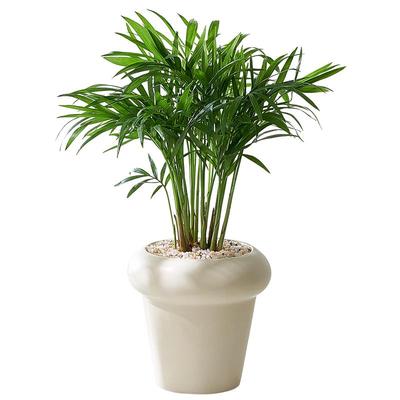 袖珍椰子盆栽办公室桌面小森林